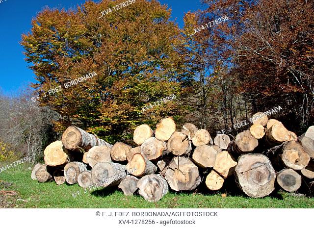 Logs in forest of Navarre Pyrenees  Spain  Europe