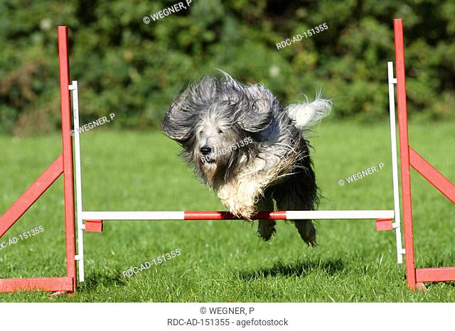 Polish Lowland Sheepdog agility jumping over hurdle PON Polski Owcarek Nizinny