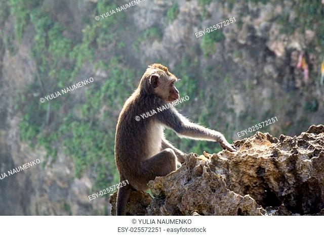 Monkey on the rock cliff