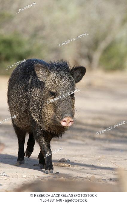 Javelina or collared peccary in Texas