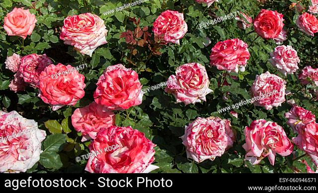 Blooming beautiful colorful roses as floral background
