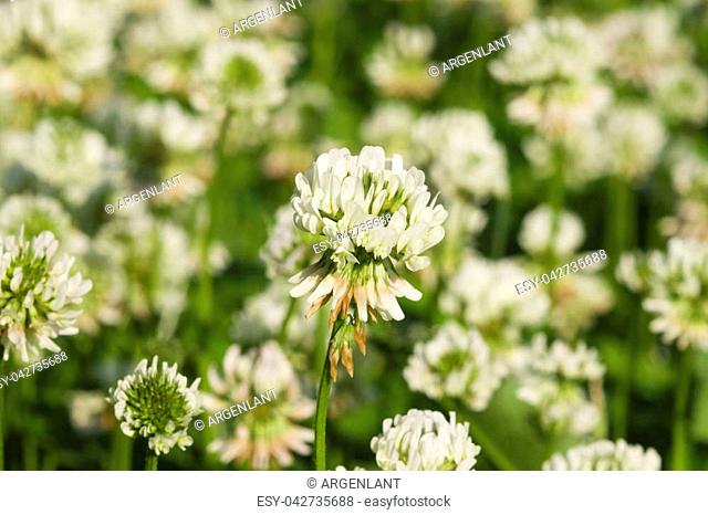White Clover, Trifolium repens, flower in field macro with bokeh background, selective focus, shallow DOF