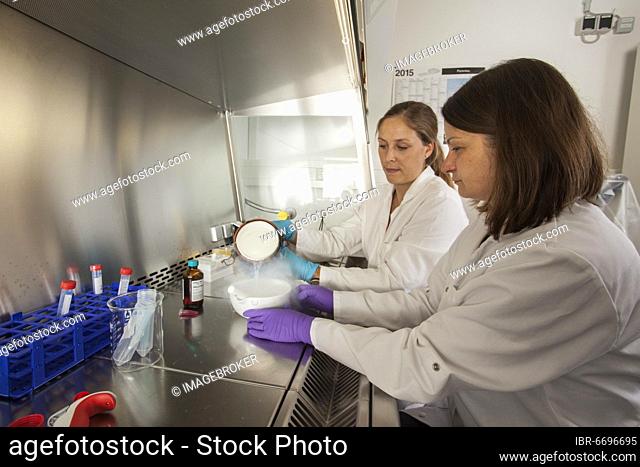 Female scientists of the biology department during RNA isolation and genetic engineering in the laboratories of the University of Duisburg-Essen