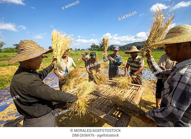 Myanmar, Shan state, Inle lake, farmer harvesting rice in the fields