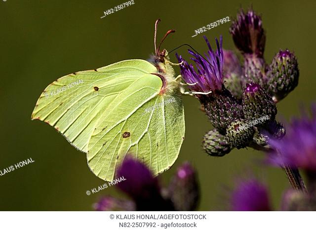 Brimstone Butterfly Gonepteryx rhamni sucking nectar - Hesselberg region, Bavaria/Germany
