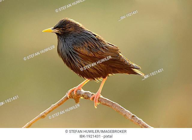 Spotless Starling (Sturnus unicolor), perched on twig in the early morning light