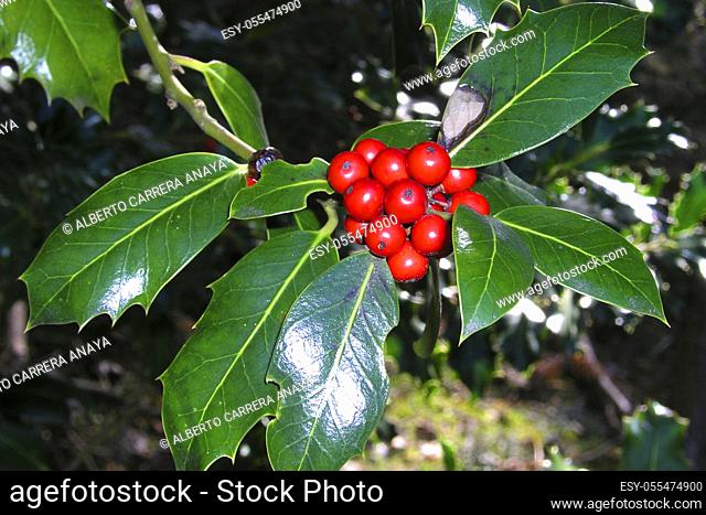 Holly, Ilex aquifolium, Guadarrama National Park, Segovia, Castile and León, Spain, Europe