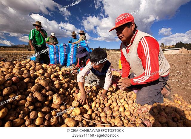 Indigenous farmers with potato sacks in the ancient Sacred Valley of Incas, Cusco, Peru, South America