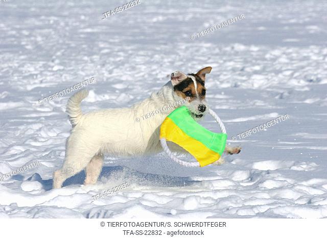 playing Parson Russell Terrier in the snow