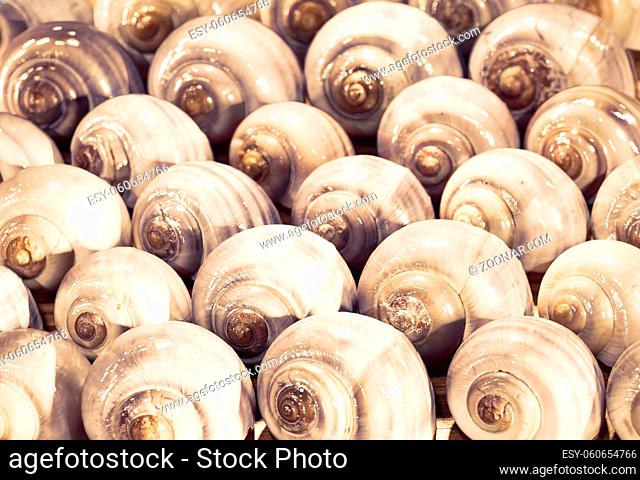 Close up of many snail shells that are used as a background with space for text