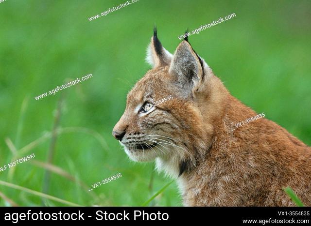Eurasian Lynx ( Lynx lynx ), young animal, cute kitten, watching attentively, headshot, in front of green grass, Europe