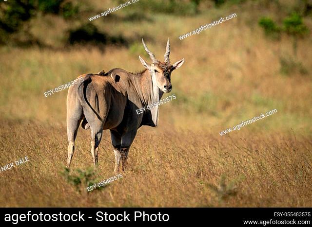 Eland stands turning head to eye camera