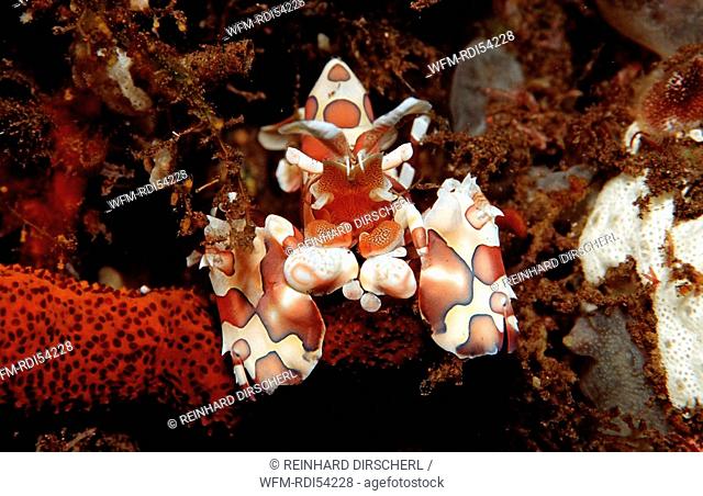 Harlequin shrimp eating star fish, Hymenoceara elegans, Bali Indian Ocean, Indonesia