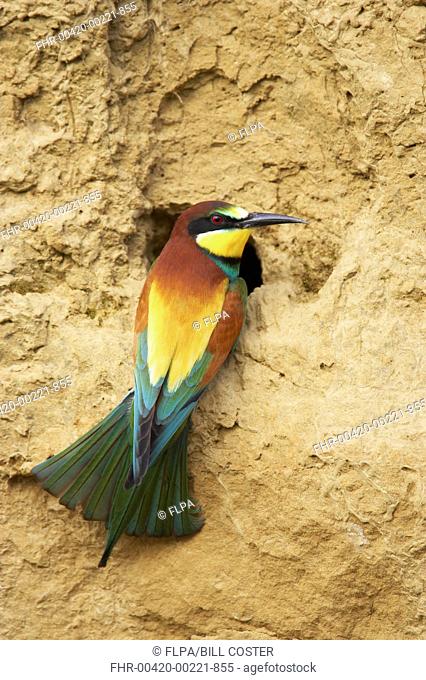 European Bee-eater Merops apiaster adult, perched at entrance to nesthole, Extremadura, Spain