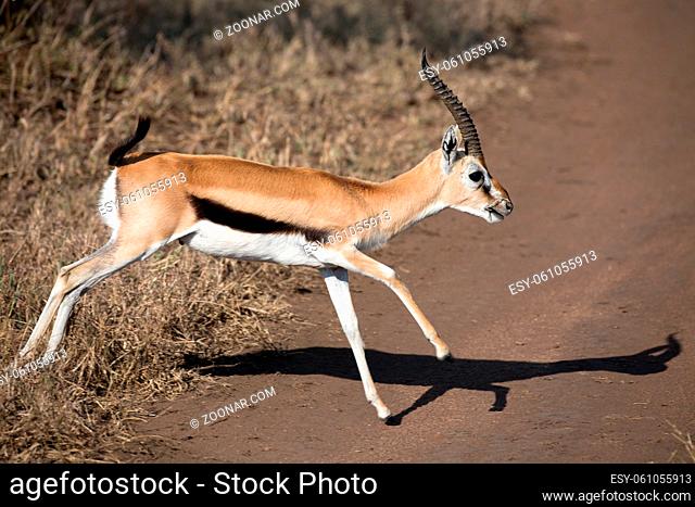 Thomson Gazelle in der Serengeti in Tansania