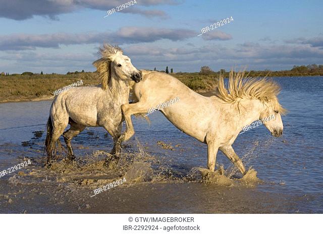 Camargue horses, stallions fighting in the water, Bouches du Rhône, France, Europe