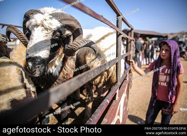 30 July 2020, Syria, Ad Dana: A boy stands next to a truck loaded with sheep at a livestock market in the town of Ad Dana ahead of the Muslim's holiday of Eid...