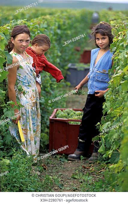 children in Champagne vineyards during grape harvesting, Marne department, Champagne-Ardenne region, France, Europe