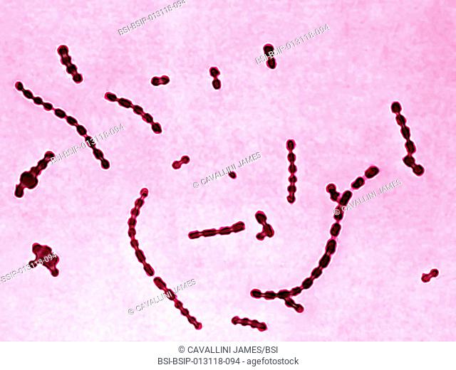 Group A streptococcus pyogenes. It is the cause of skin infections impetigo, abscesses, bronchio-pulmonary infections, a bacterial form of strep throat that can...