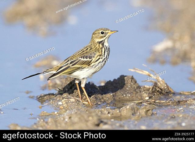 Meadow Pipit (Anthus pratensis), side view of an individual standing on the edge of a pool, Campania, Italy