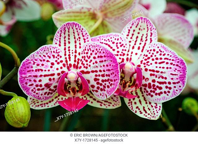 A moth orchid, a phalaenopsis hybrid