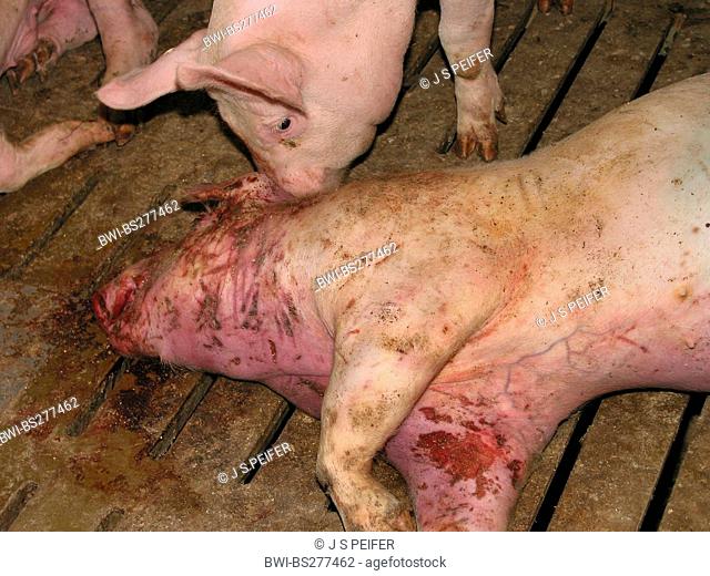 domestic pig Sus scrofa f. domestica, injured animal lying on the ground of a fattening plant jammed together with lots of others - with industrial fattening...