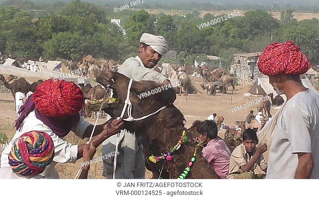 herdsmen tie a rope at the mouth of a camel at the Pushkar fair at Rajasthan in India