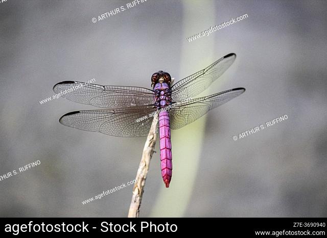 Telephoto of a roseate skimmer dragonfly (Orthemis ferruginea). Florida, U. S. A. , North America