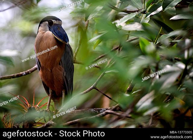 Shoebill in the mangroves of Costa Rica