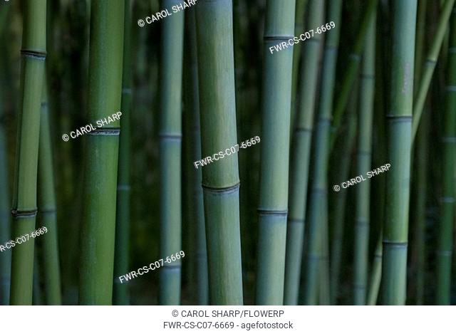 Phyllostachys decora, Bamboo, Beautiful bamboo