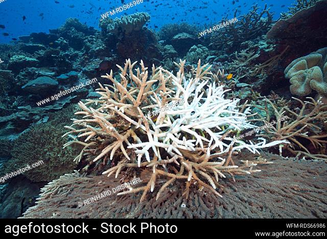 Korallenbleiche, Tufi, Salomonensee, Papua Neuguinea | Coral Bleaching, Tufi, Solomon Sea, Papua New Guinea