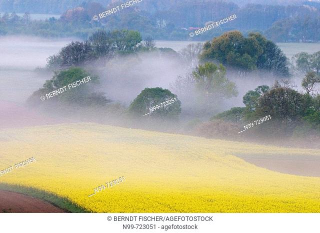 Main valley near Kulmbach, morning mist in spring, rape field and riparian meadow land, Franconia, Bavaria