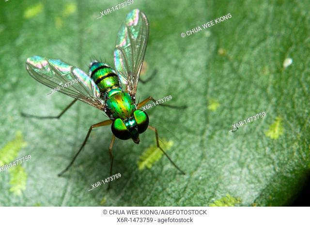 Long-legged fly (fam. Dolichopodidae) from Skudup, Kuching, Sarawak, Malaysia