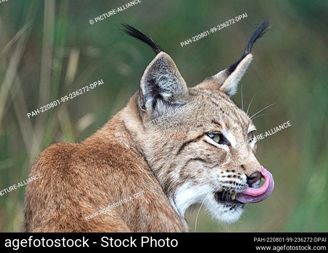 01 August 2022, Brandenburg, Schorfheide/Ot Groß Schönebeck: The female lynx Luna sits in the forest park Schorfheidecand licks her snout after feeding