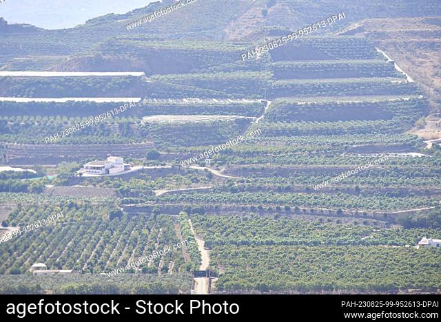 24 August 2023, Spain, La Axarquía: Terraces and farms where mainly mango and avocado are grown, in La Axarquía. The region of Málaga is the largest avocado...