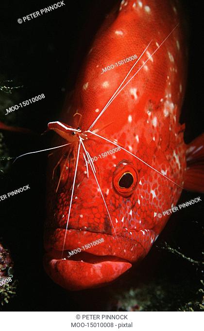 Mozambique Indian Ocean tomato rockcod Cephalophlis sonnerati being cleaned by cleaner shrimp Lysmata amboinensis close-up