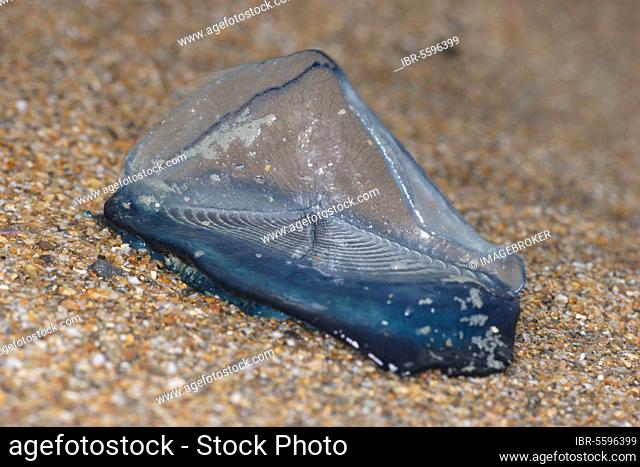 Sailor (Velella velella) washed up on the beach, Sandymouth Bay, Cornwall, England, United Kingdom, Europe