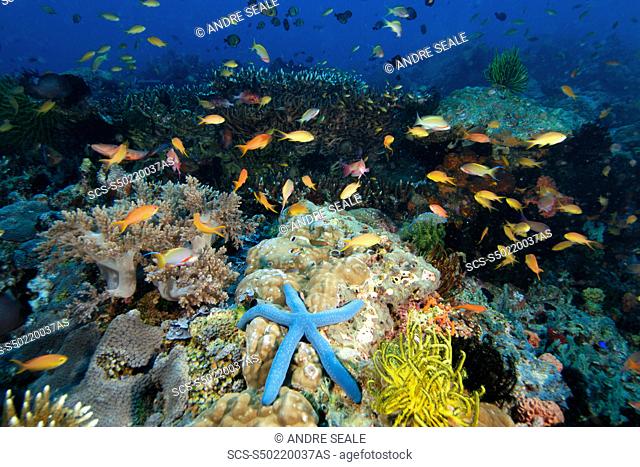 A multitude of sponges, tunicates, feather stars, sea stars, soft and hard corals as well as fish co-exist harmoniously in the reefs at Cogon