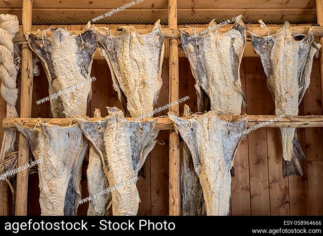 Dryfish, cod clipfish hanging inside on wooden racks in Lofoten Islands, Norway, Europe. Horizontal image