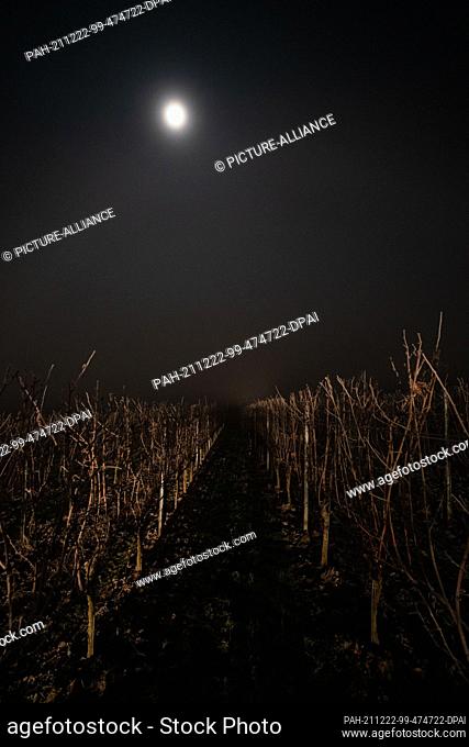 22 December 2021, Bavaria, Sommerhausen: The moon stands brightly over the vineyards near Sommerhausen during the ice wine harvest