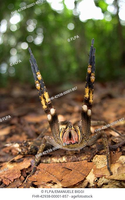 Peruvian Wandering Spider Phoneutria reidyi adult female, in warning posture towards photographer, Los Amigos Biological Station, Madre de Dios, Amazonia, Peru