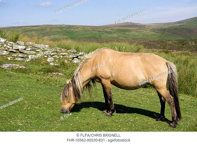 Horse, Dartmoor Pony, adult, grazing on moorland habitat, Dartmoor N P , Devon, England, July
