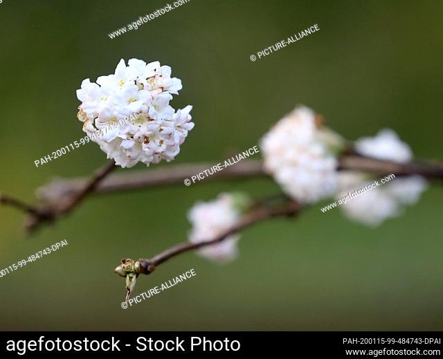 15 January 2020, North Rhine-Westphalia, Essen: A honeysuckle bush shows its first flowers in Gruga Park. The German Weather Service expects temperatures in...