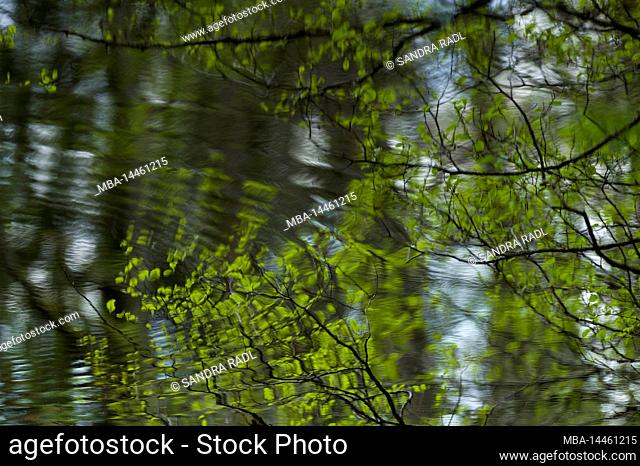 Branches reflected in the water of the pea pond, France, Lorraine, Département Moselle, Bitcherland, Regional Park Northern Vosges