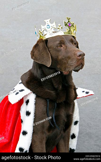 Brauner Labrador als König verkleidet