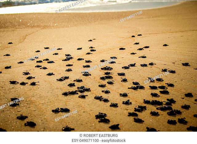 Baby hatchling sea turtles struggle for survival as they scamper to the ocean in Cabo Pulmo National Park near Cabo San Lucas, Mexico