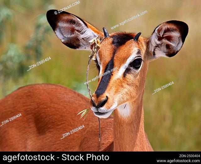Impala, Schwarzfersenantilope, Antilope, Namibia, Aepyceros melampus ------------------------------ a wildlife document, nothing arranged or manipulated