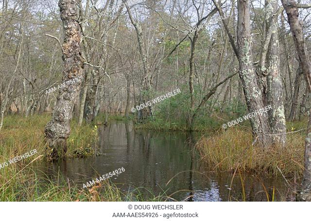Red Maple Swamp (Acer rubra) NJ, Mullica River; Pinelands National Reserve