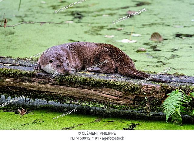 European River Otter (Lutra lutra) scent-marking log over pond by crawling on its belly and chin rubbing, thus spreading odour from glands