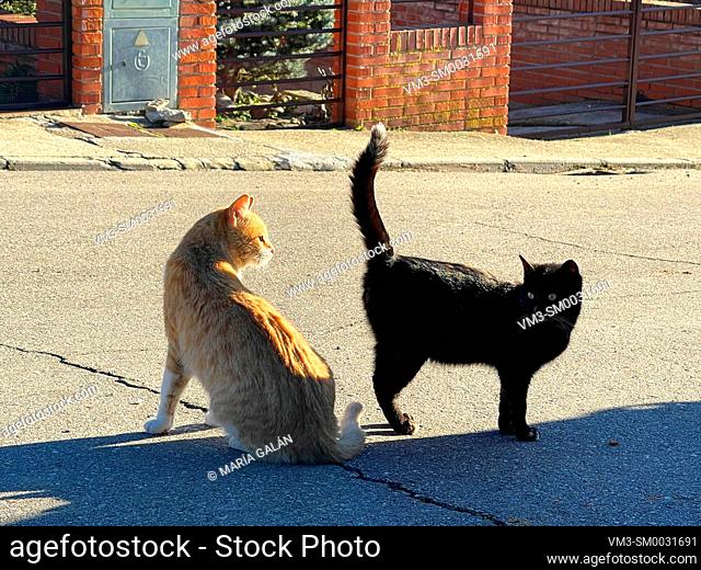 Two stray cats
